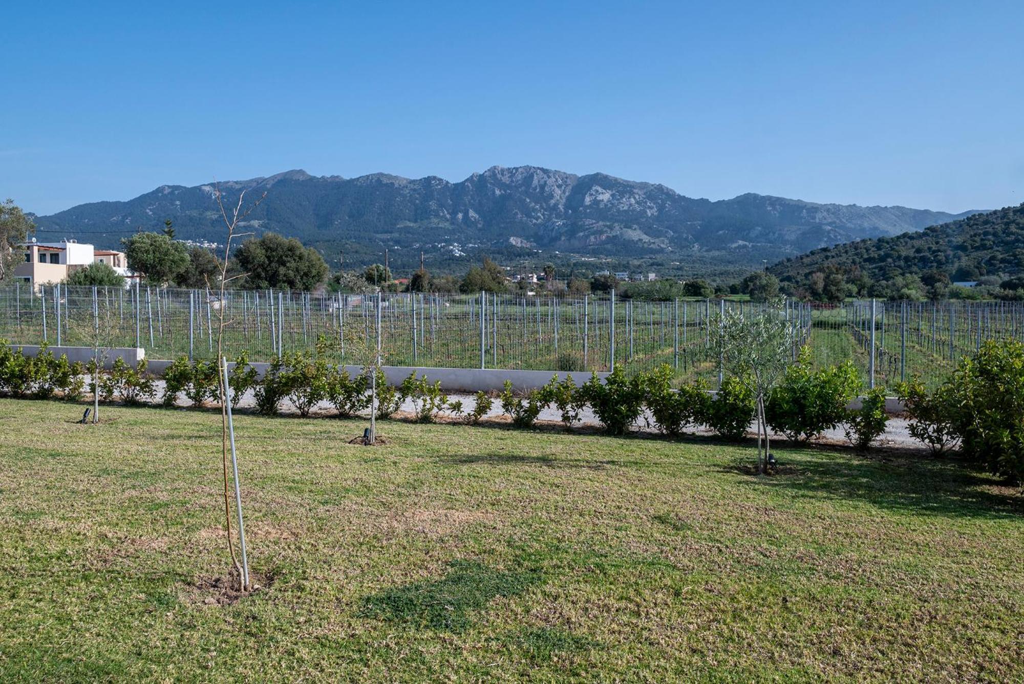 Olive Tree Garden Linopotis Exterior foto
